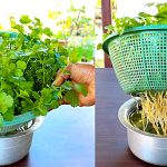 Image By: Prakriti's Garden Via Youtube