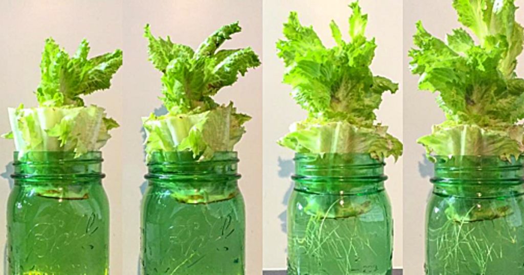 How To Regrow Supermarket Lettuce In Water