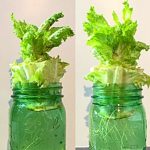 How To Regrow Supermarket Lettuce In Water