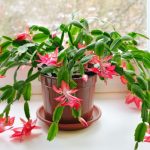 HOW TO KEEP A CHRISTMAS CACTUS LOOKING BEAUTIFUL ALL SEASON LONG