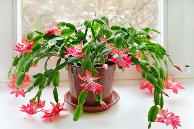 HOW TO KEEP A CHRISTMAS CACTUS LOOKING BEAUTIFUL ALL SEASON LONG
