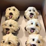 Cute puppy cupcakes