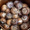 Air Fryer Parmesan Mushrooms Recipe